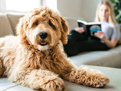 How to Sell Your Home When You Own a Dog
